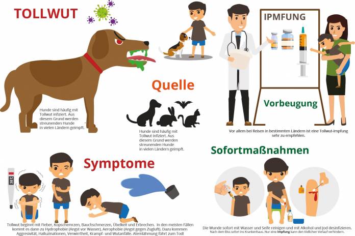 Tollwut Infografik