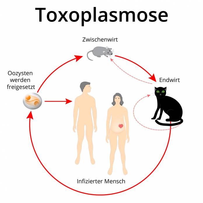 Toxoplasmose