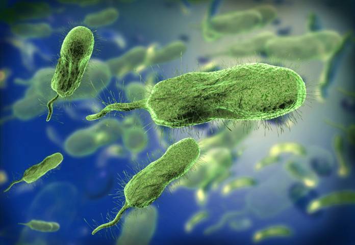 Bakterium Vibrio vulnificus