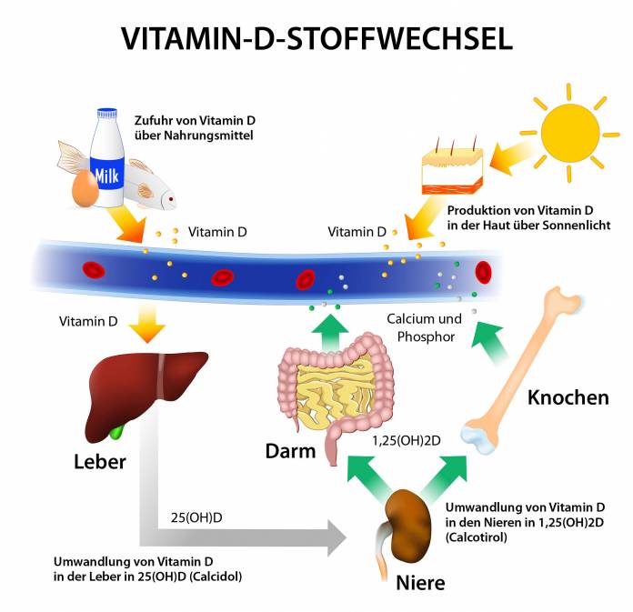 Vitamin-D-Stoffwechsel