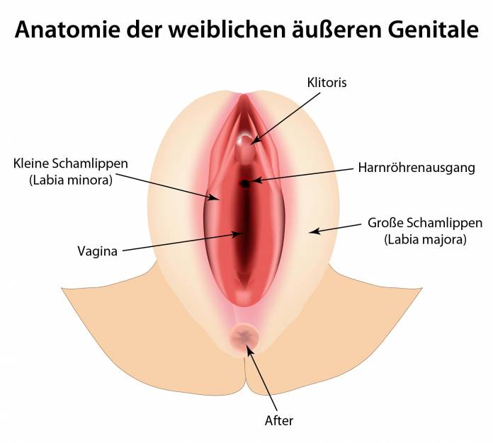 Weibliche äußere Genitale