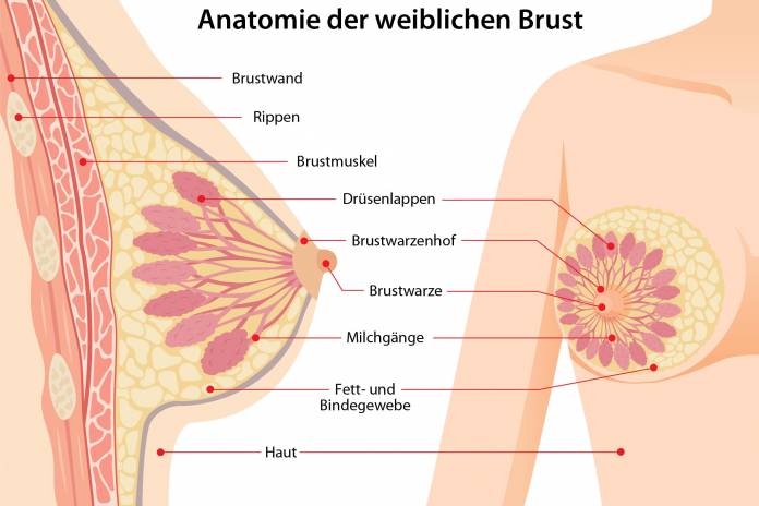 Anatomie der weiblichen Brust