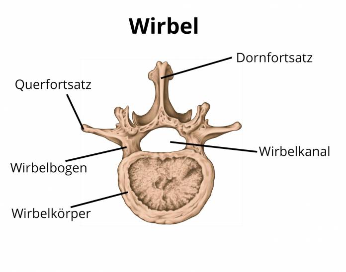 Aufbau Wirbel