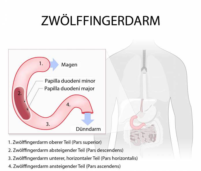 Zwölffingerdarm