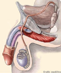 Penis - vorzeitiger Orgasmus